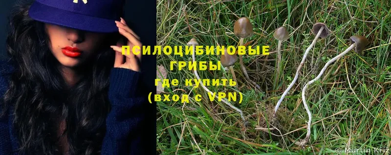 хочу наркоту  Александров  Псилоцибиновые грибы Psilocybine cubensis 